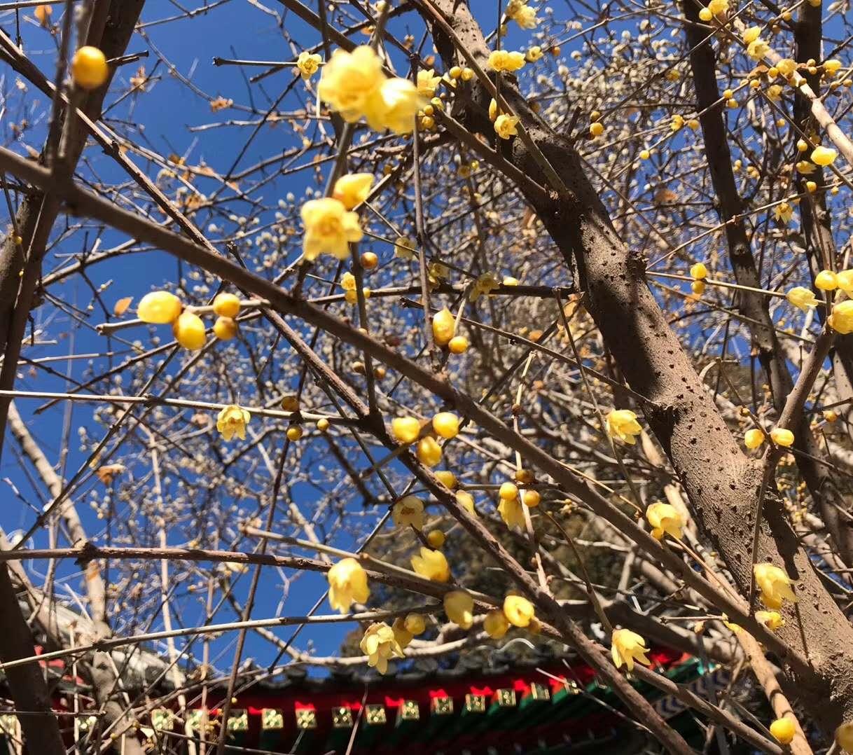 万寿寺腊梅.jpg