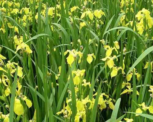 图19 假山上的菖蒲花.jpg